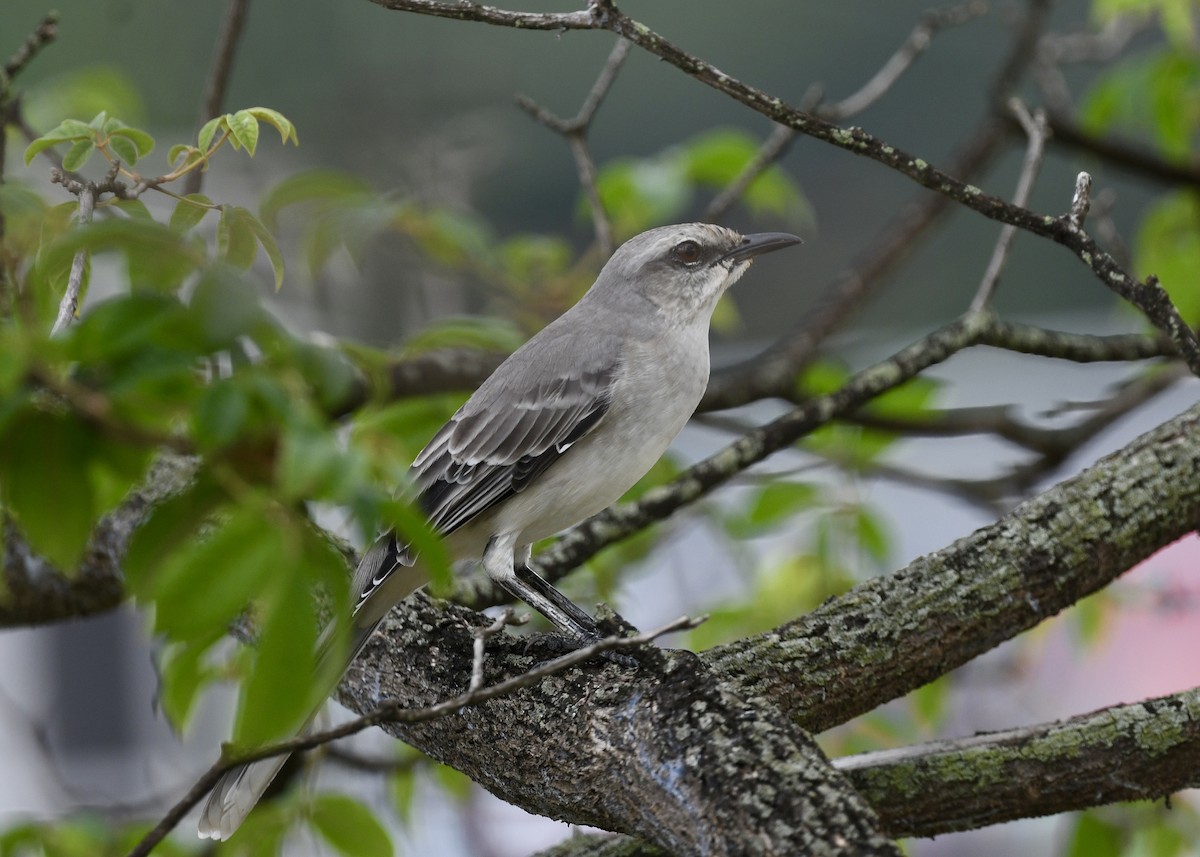 Tropikal Taklitçi - ML647050737