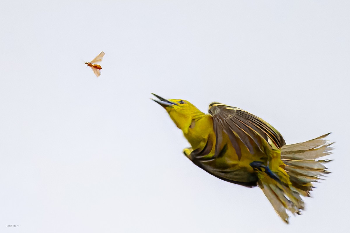 parkløvfugl - ML647050738