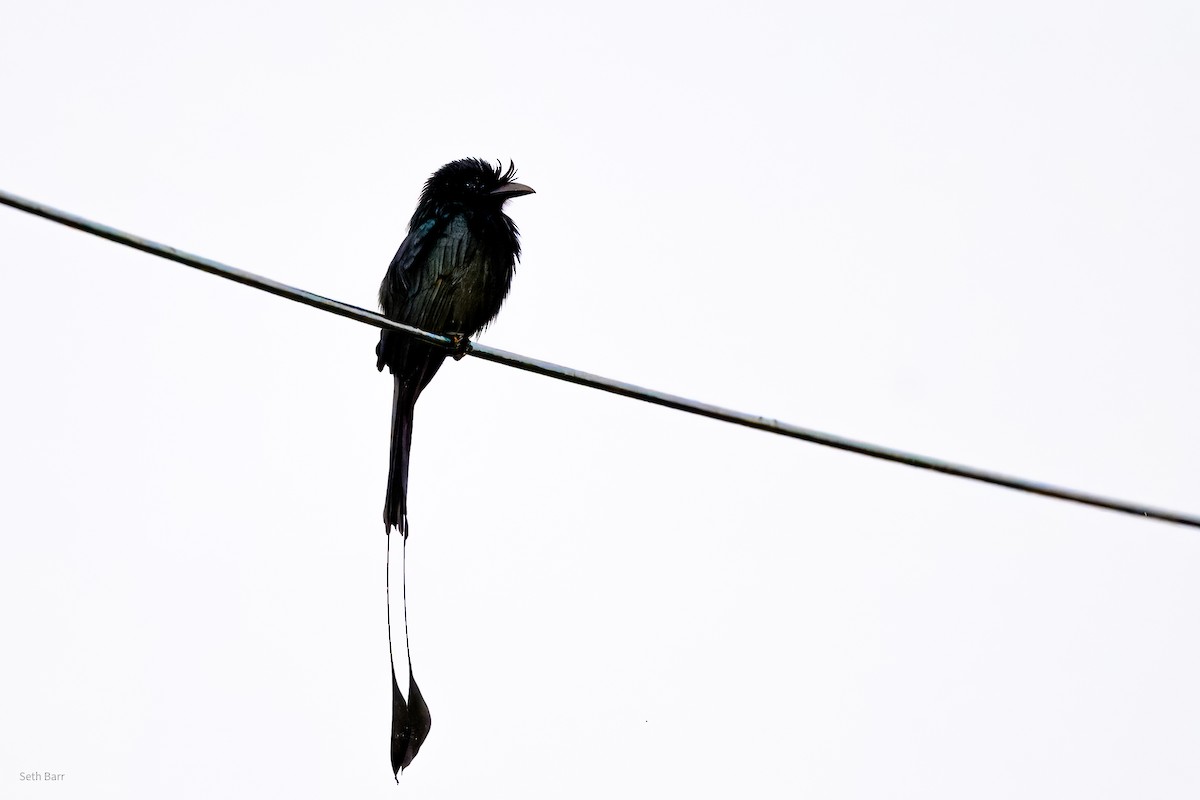 Greater Racket-tailed Drongo - ML647050750