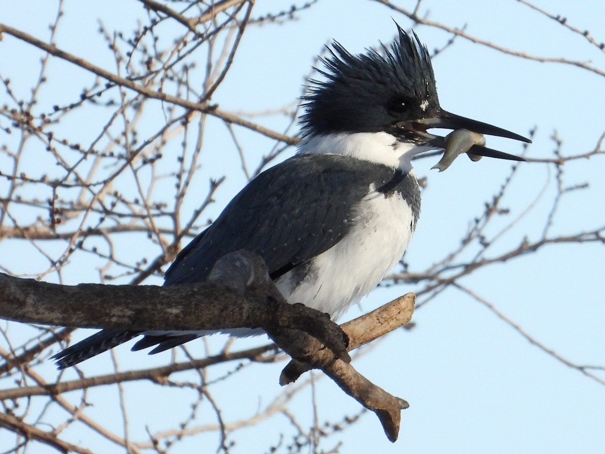 Belted Kingfisher - ML647050751