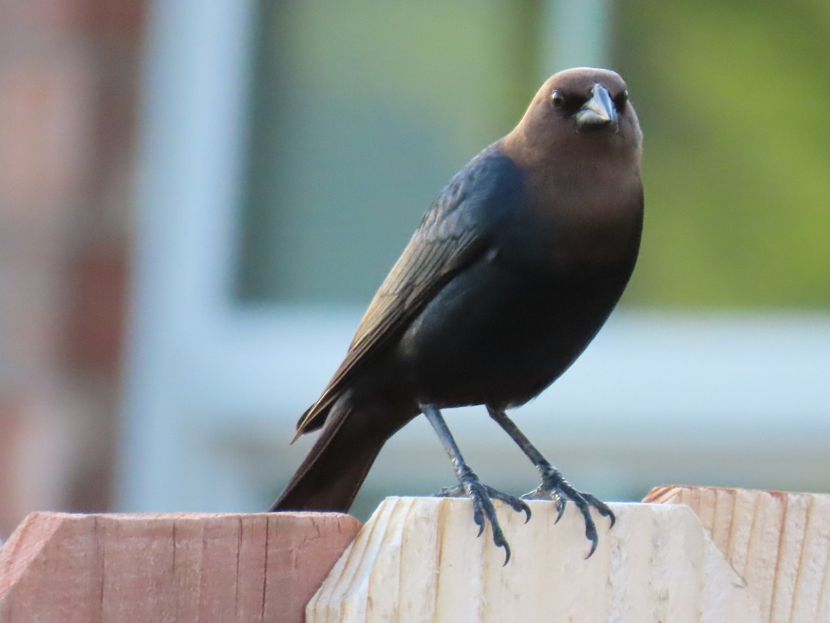 Braunkopf-Kuhstärling - ML647050753