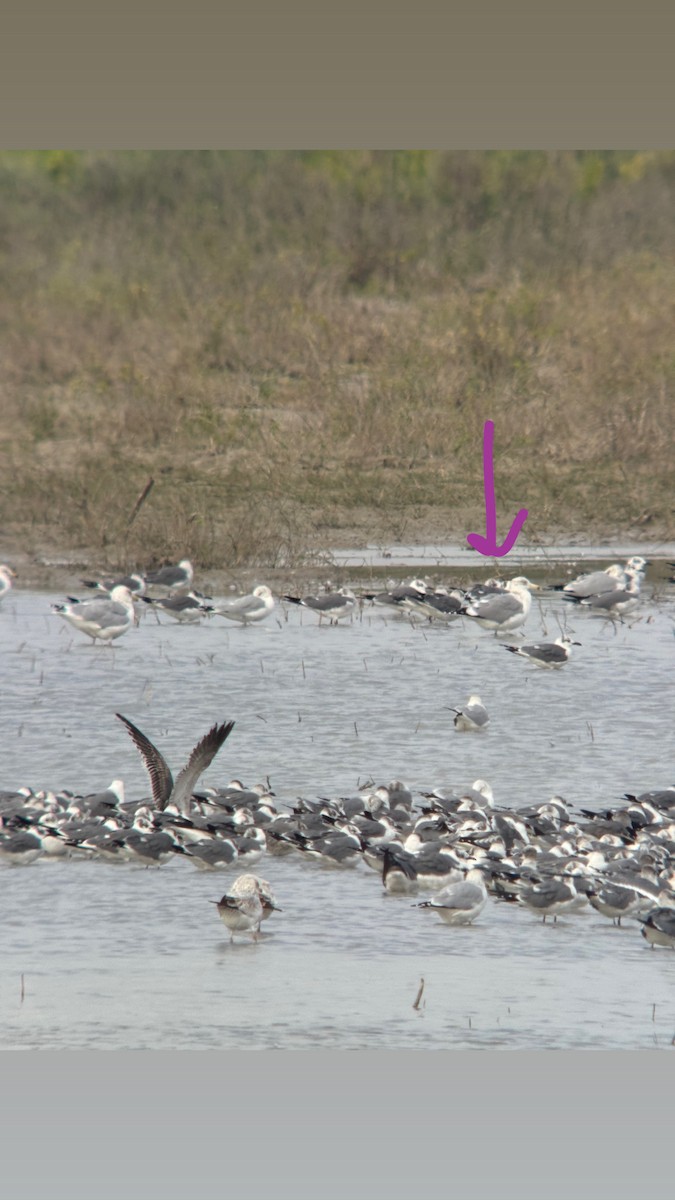 שחף בלתי-מזוהה - ML647050761