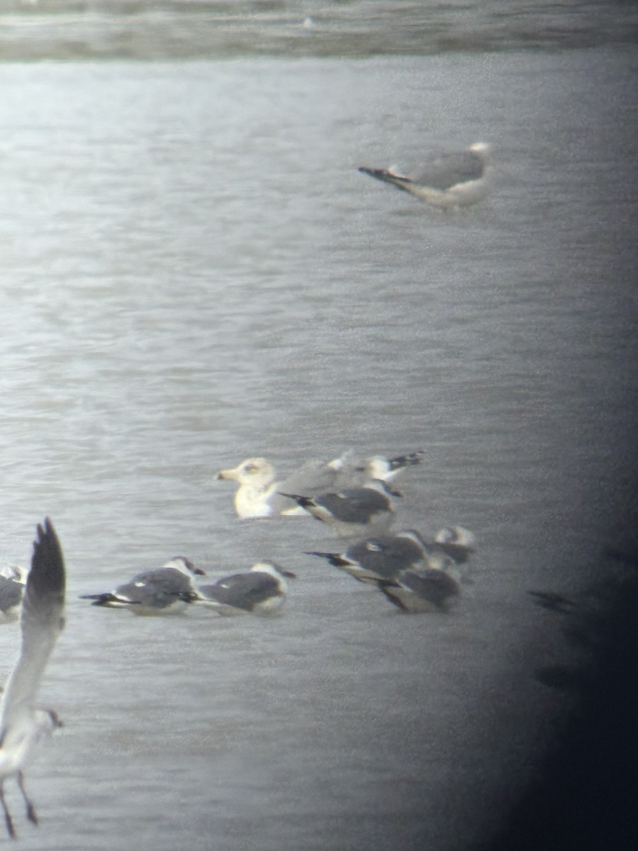 שחף בלתי-מזוהה - ML647050762