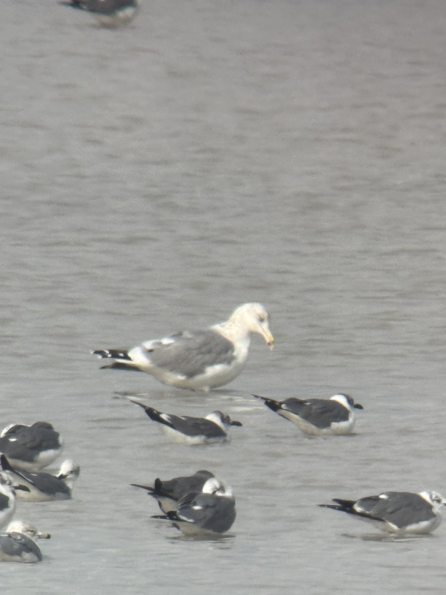 שחף בלתי-מזוהה - ML647050763