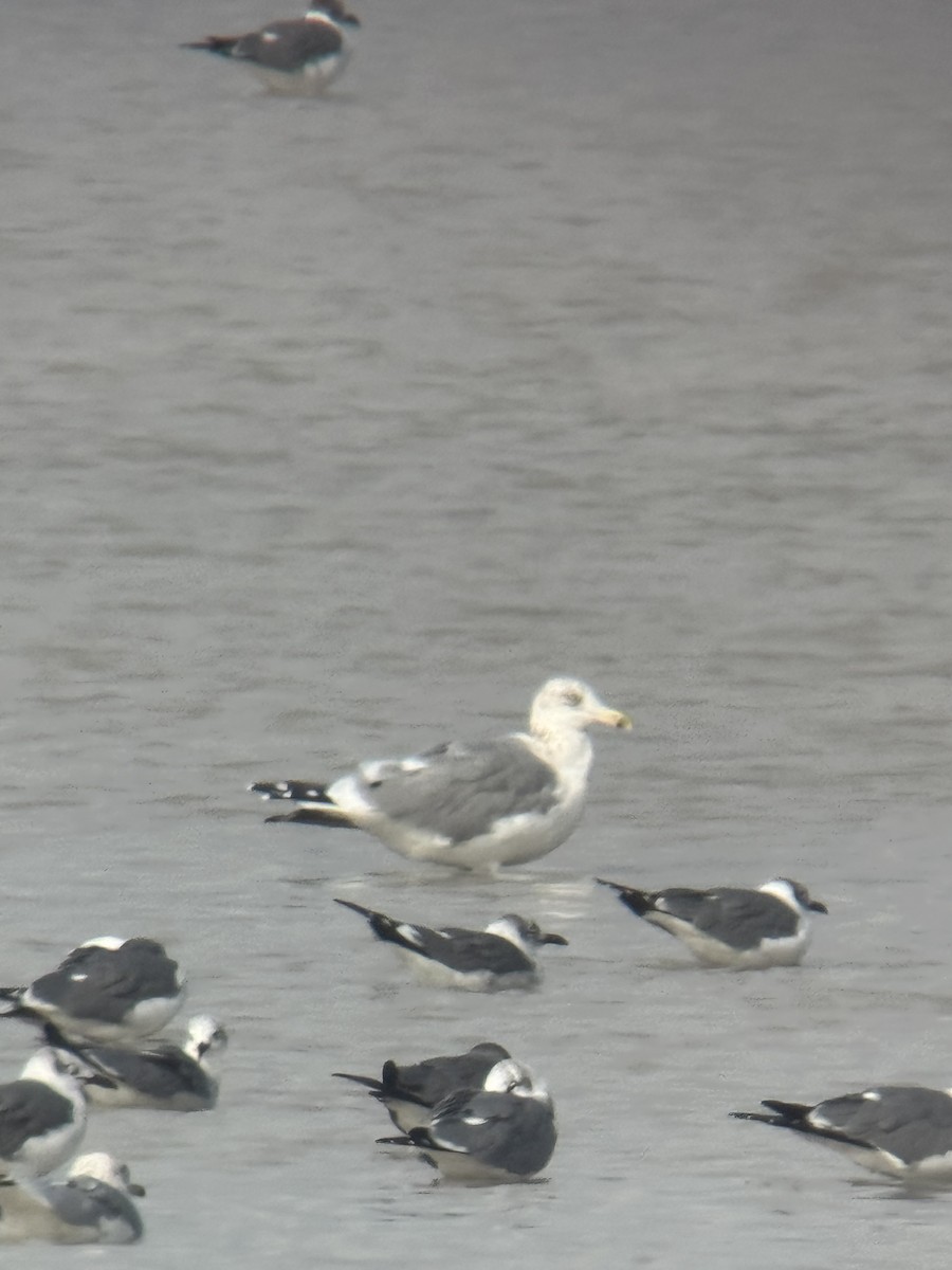 שחף בלתי-מזוהה - ML647050764