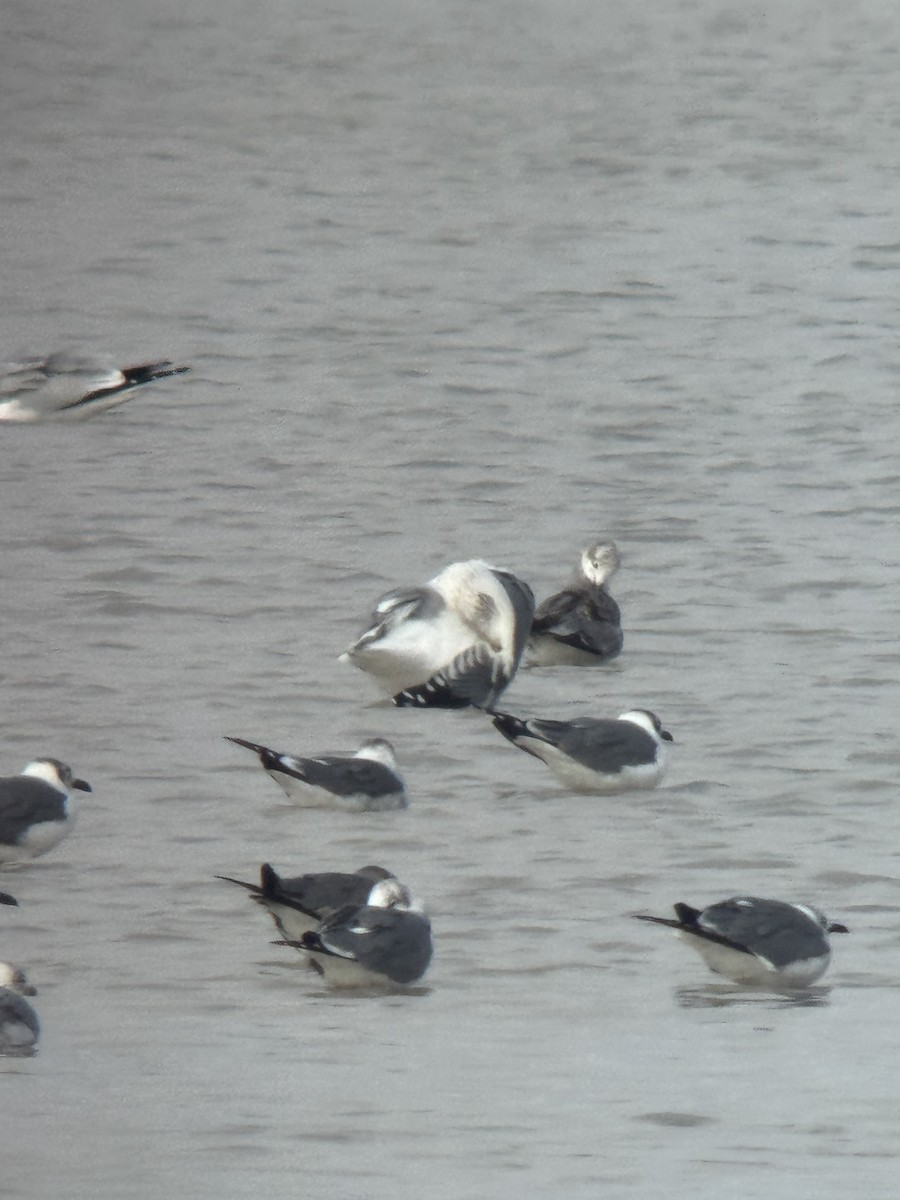 שחף בלתי-מזוהה - ML647050765