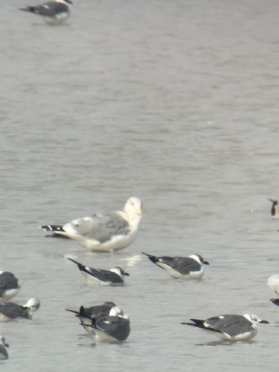 שחף בלתי-מזוהה - ML647050766