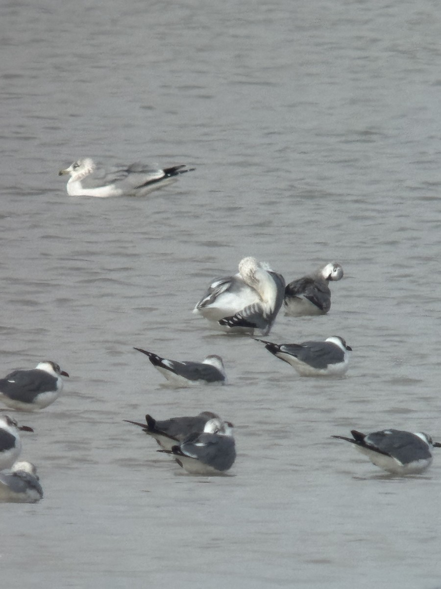 שחף בלתי-מזוהה - ML647050767