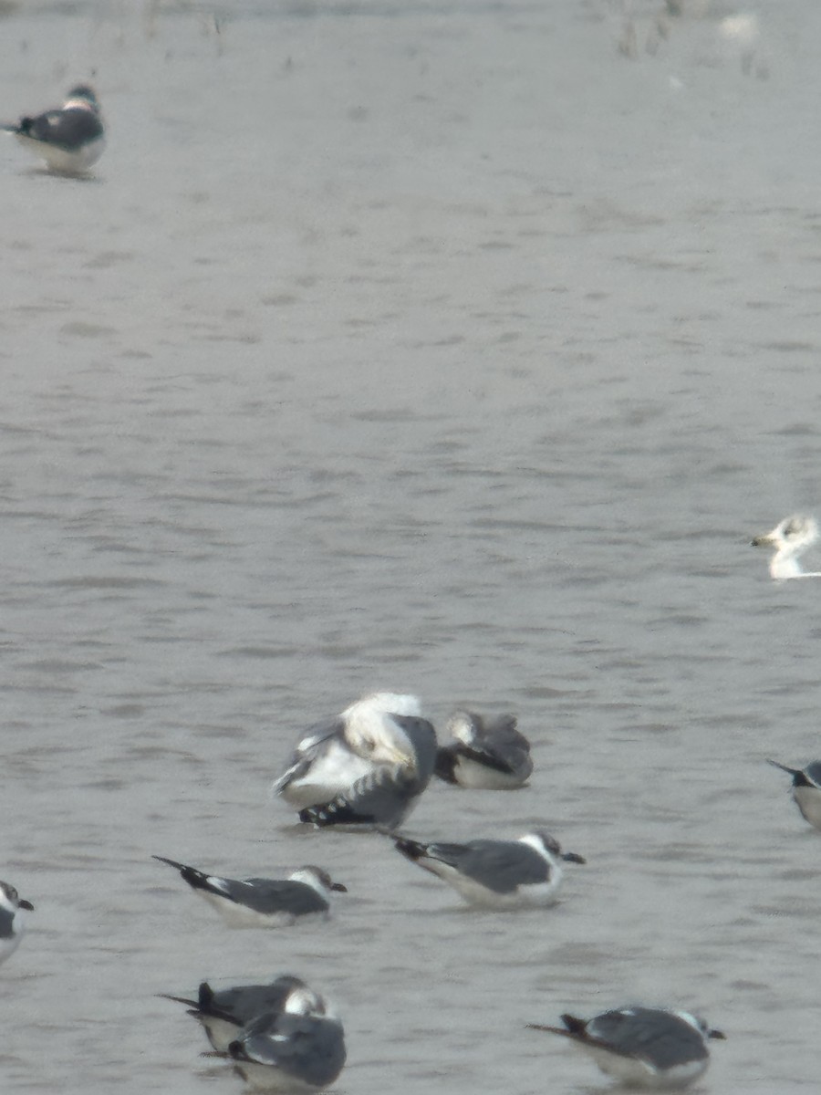 שחף בלתי-מזוהה - ML647050769