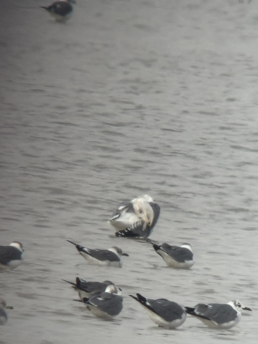 שחף בלתי-מזוהה - ML647050770