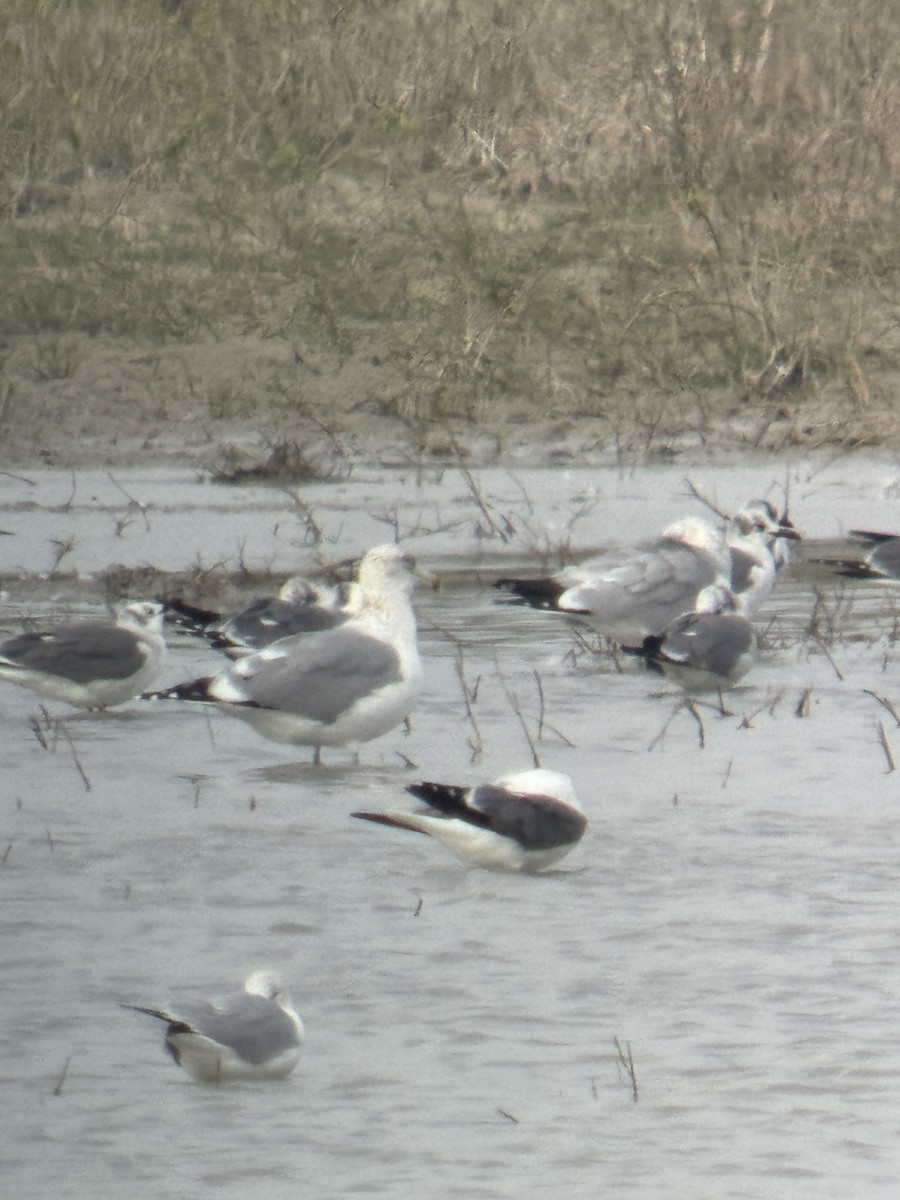 שחף בלתי-מזוהה - ML647050771