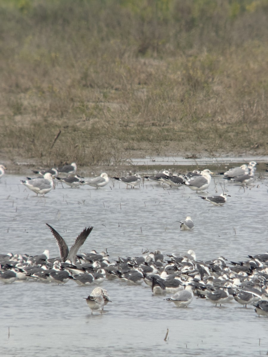 שחף בלתי-מזוהה - ML647050774