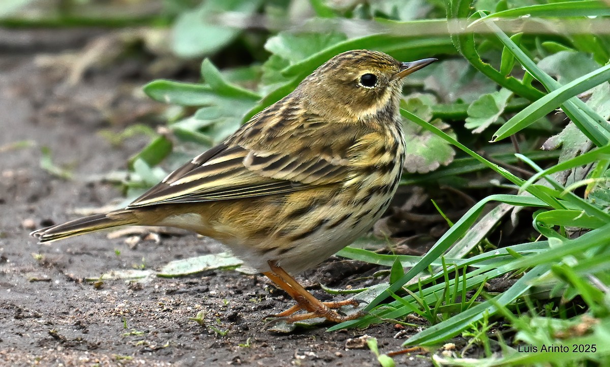 マキバタヒバリ - ML647050780