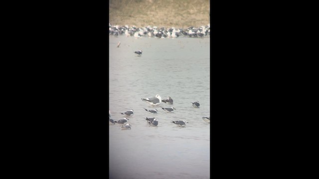 שחף בלתי-מזוהה - ML647050783