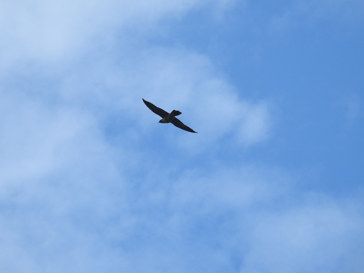 sokol stěhovavý - ML647050784