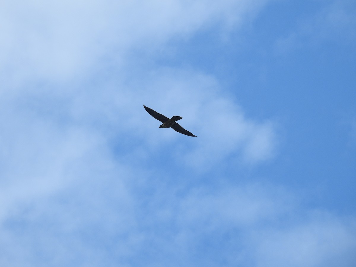 sokol stěhovavý - ML647050785