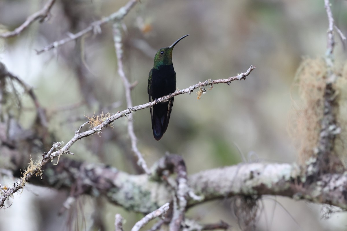 Dominikanermangokolibri - ML647050790