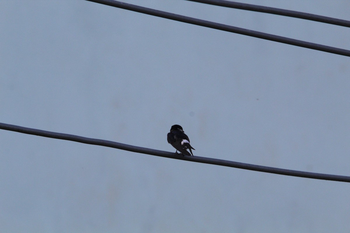 White-rumped Swallow - ML647050792