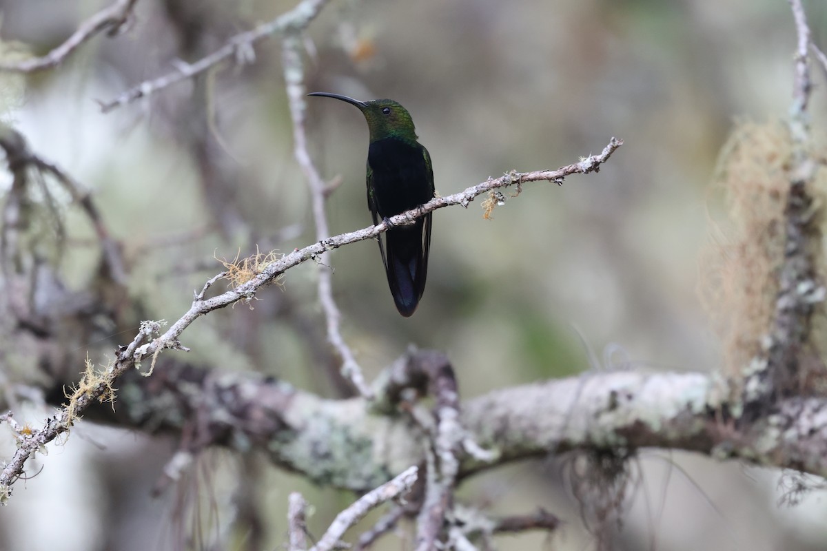 Dominikanermangokolibri - ML647050801