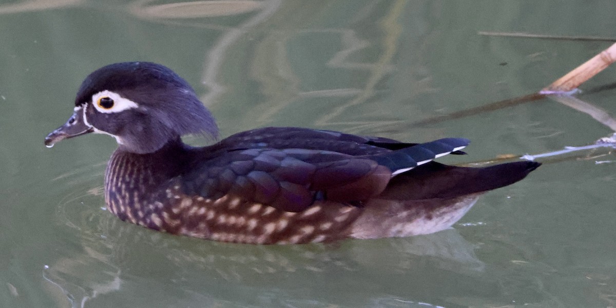 kachnička karolínská - ML647050821