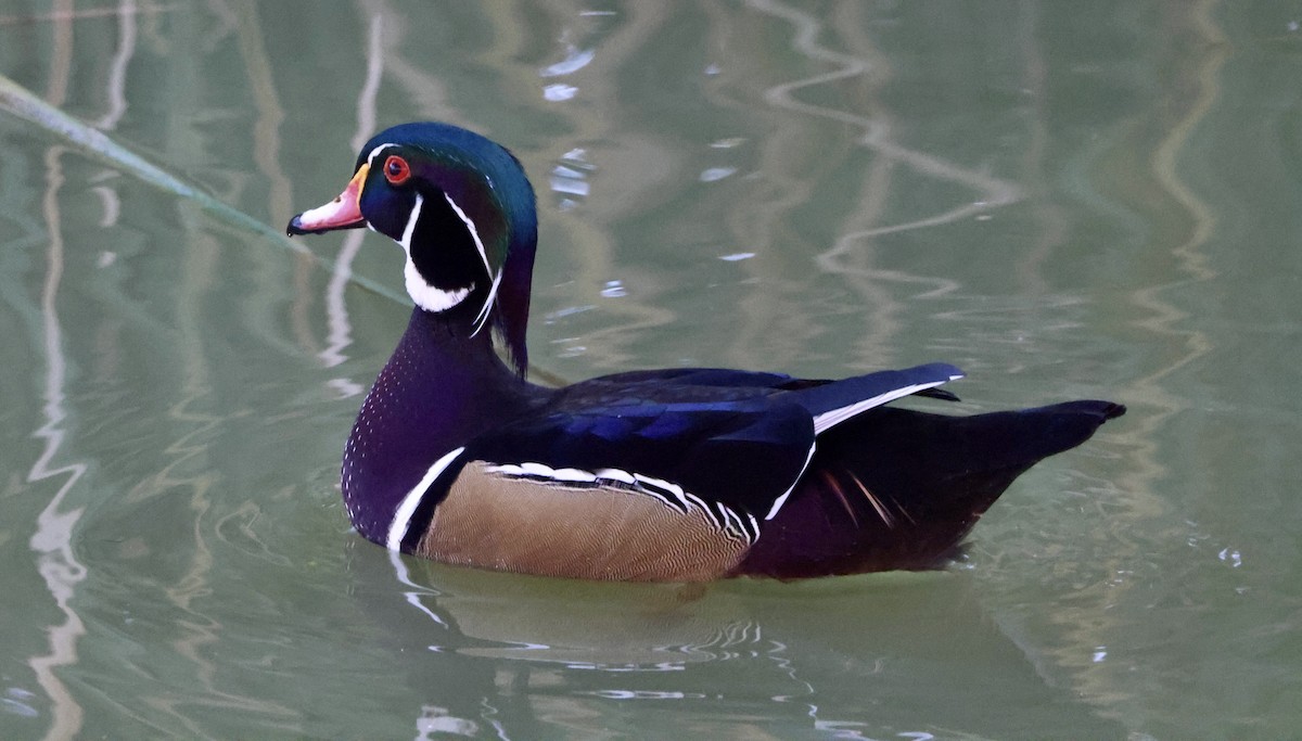 kachnička karolínská - ML647050824