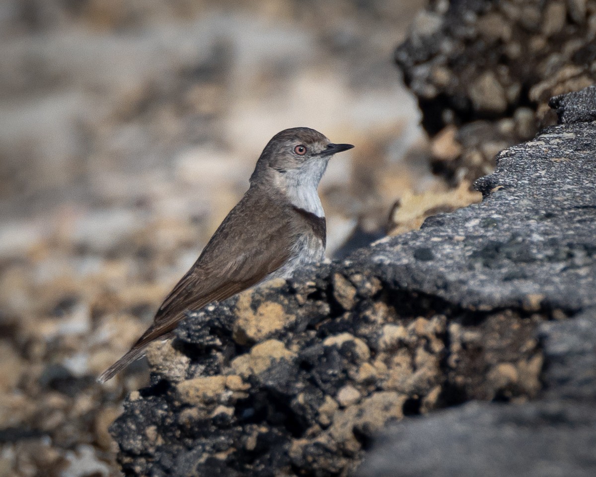 White-fronted Chat - ML647050829