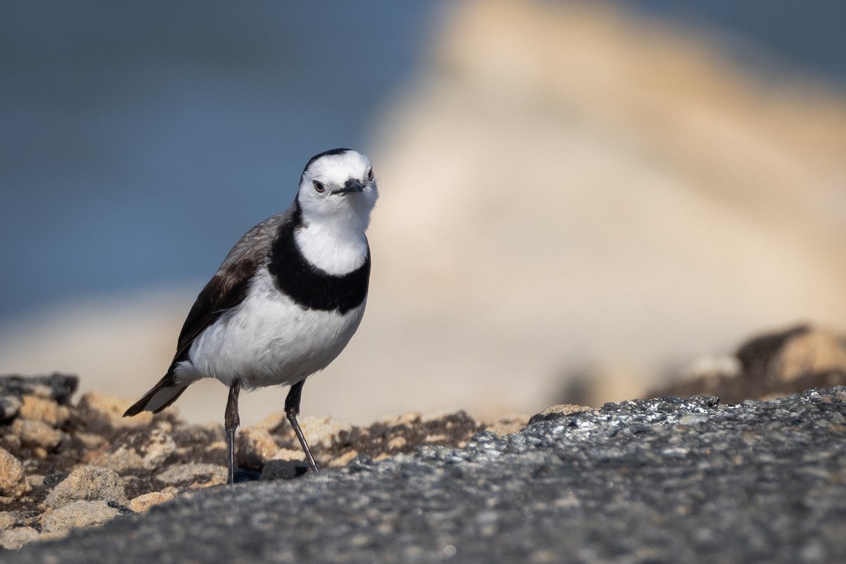 White-fronted Chat - ML647050830