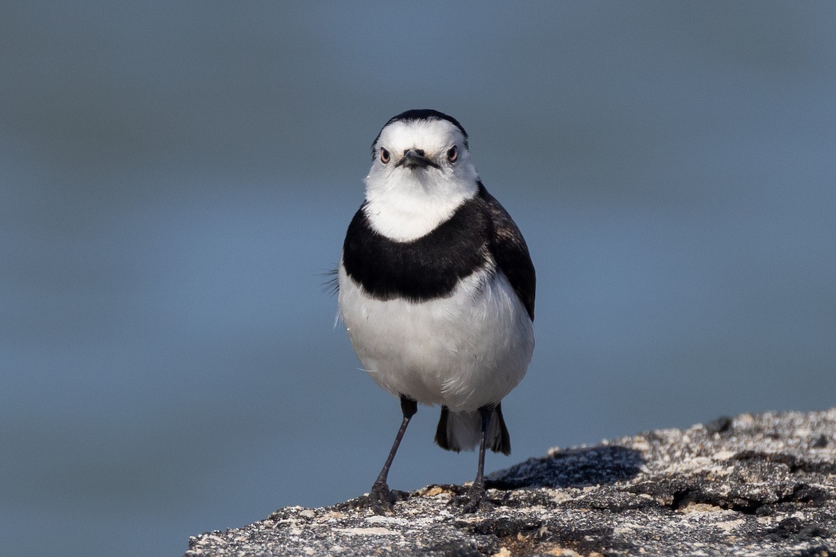 White-fronted Chat - ML647050831