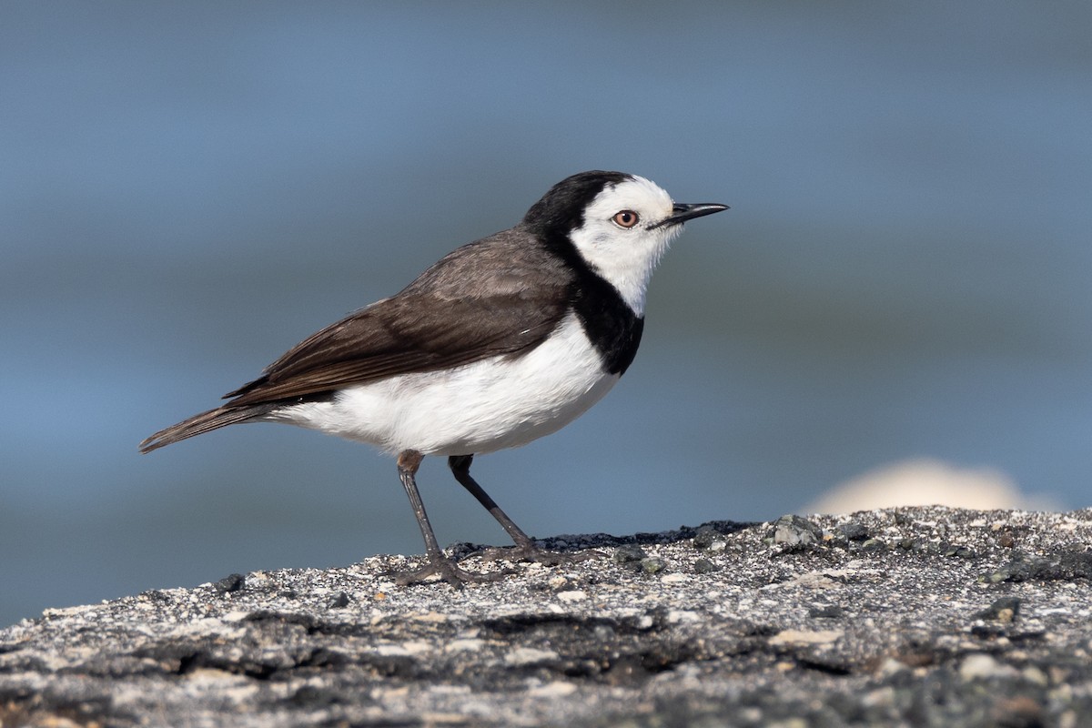 White-fronted Chat - ML647050832