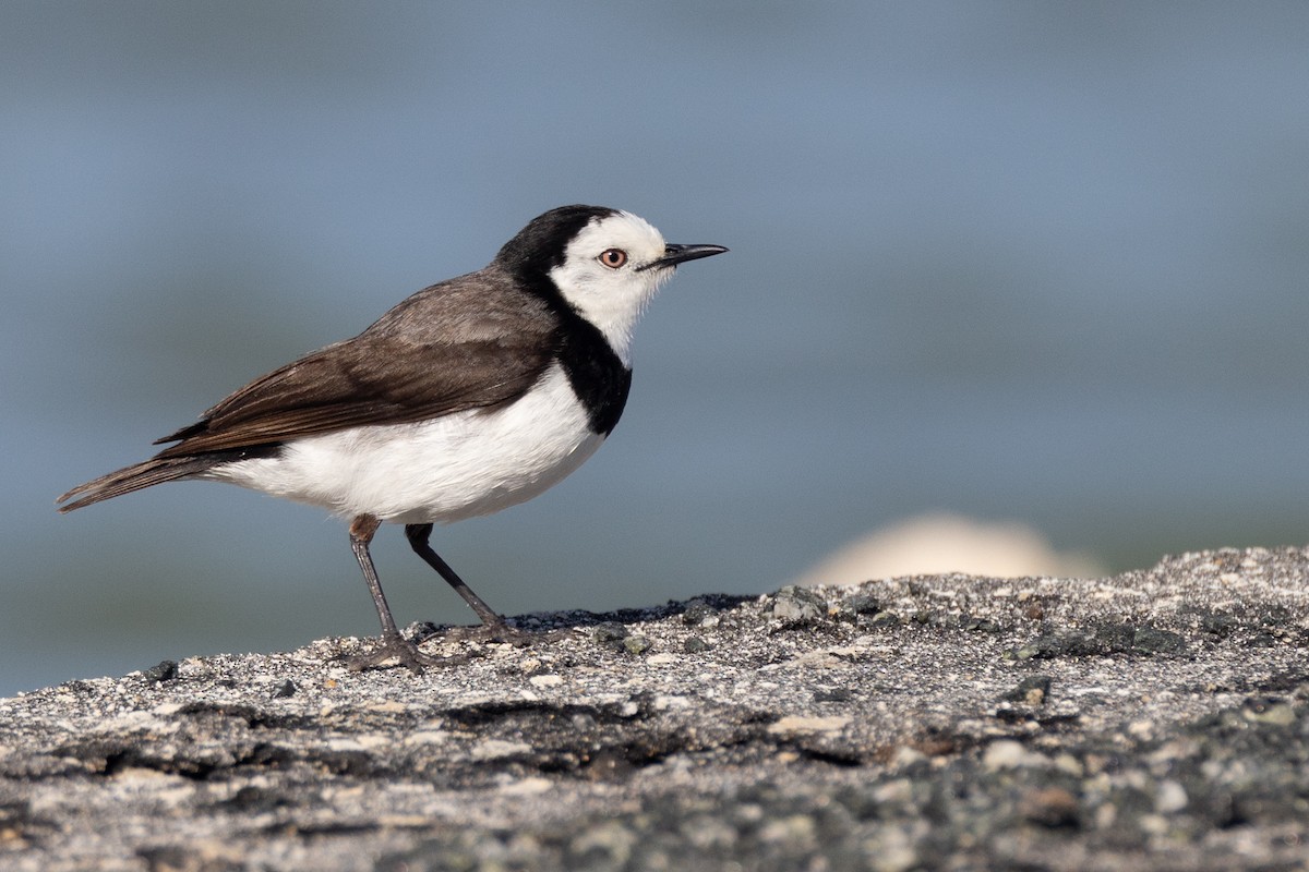 White-fronted Chat - ML647050833