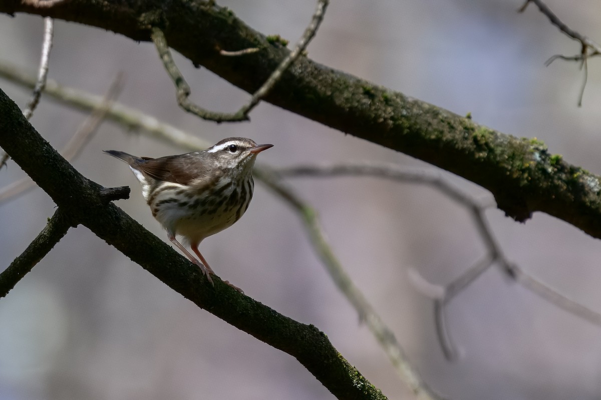 Louisiana Waterthrush - ML647050836