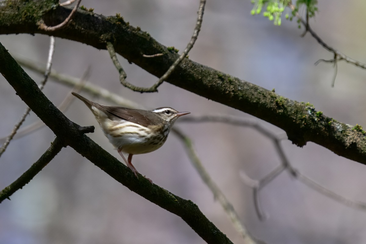 Louisiana Waterthrush - ML647050839