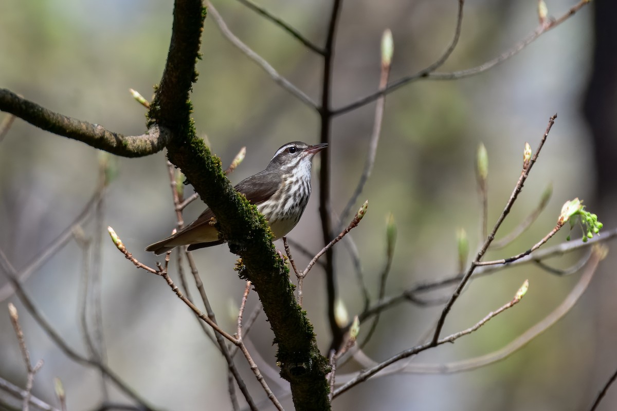 Louisiana Waterthrush - ML647050841