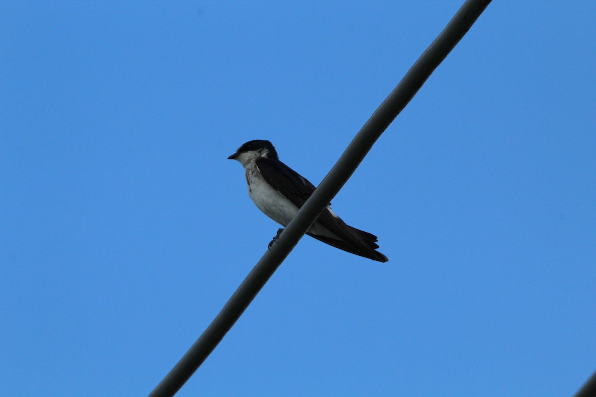 White-rumped Swallow - ML647050844