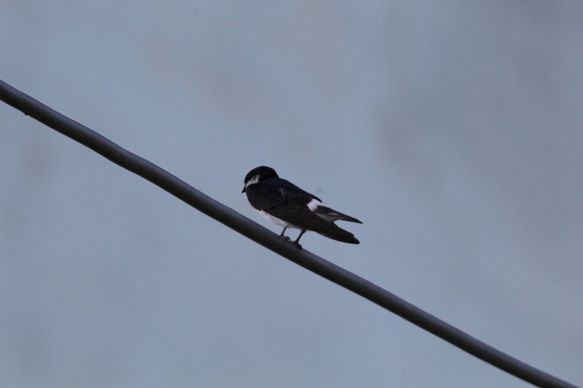 White-rumped Swallow - ML647050845
