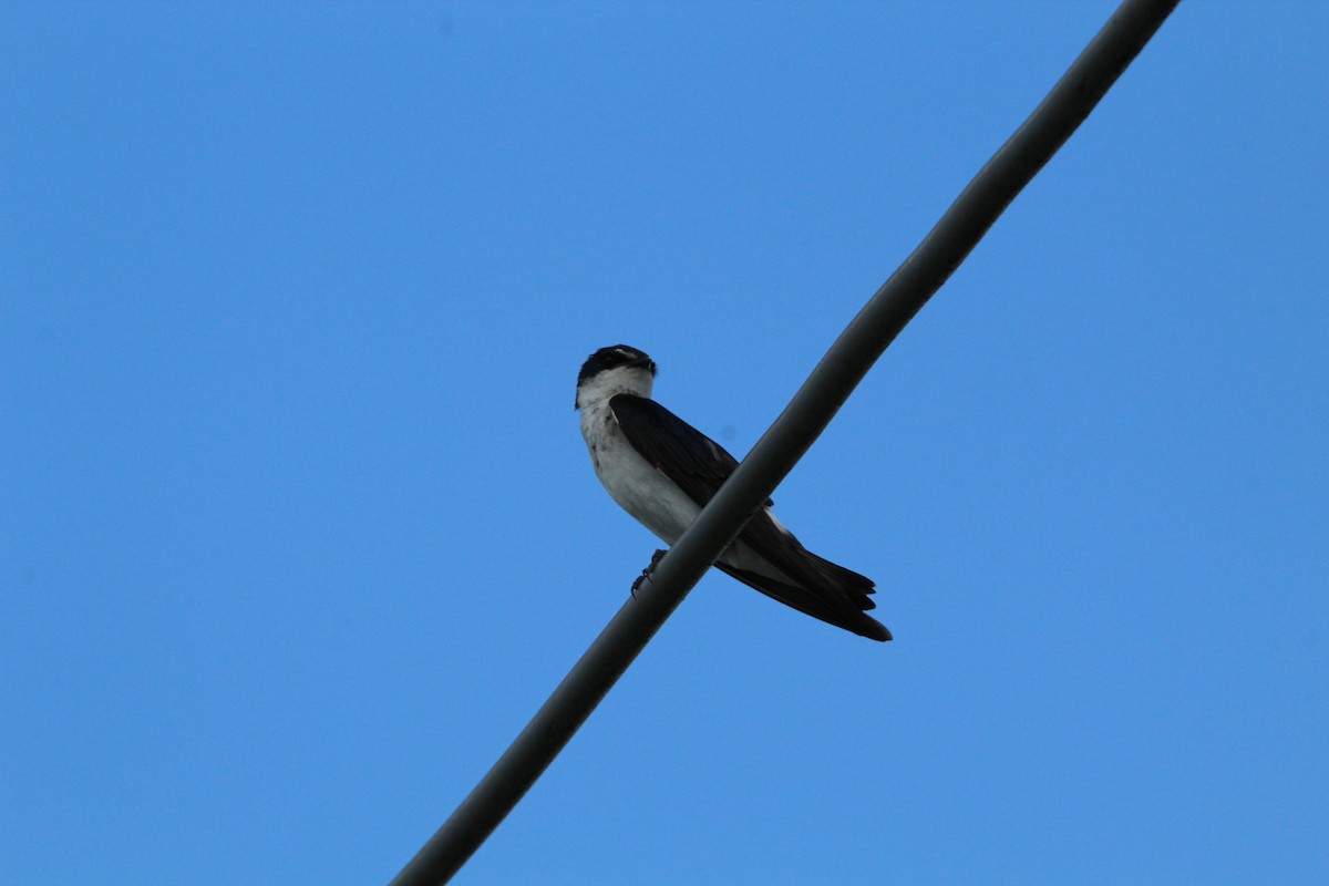 White-rumped Swallow - ML647050846