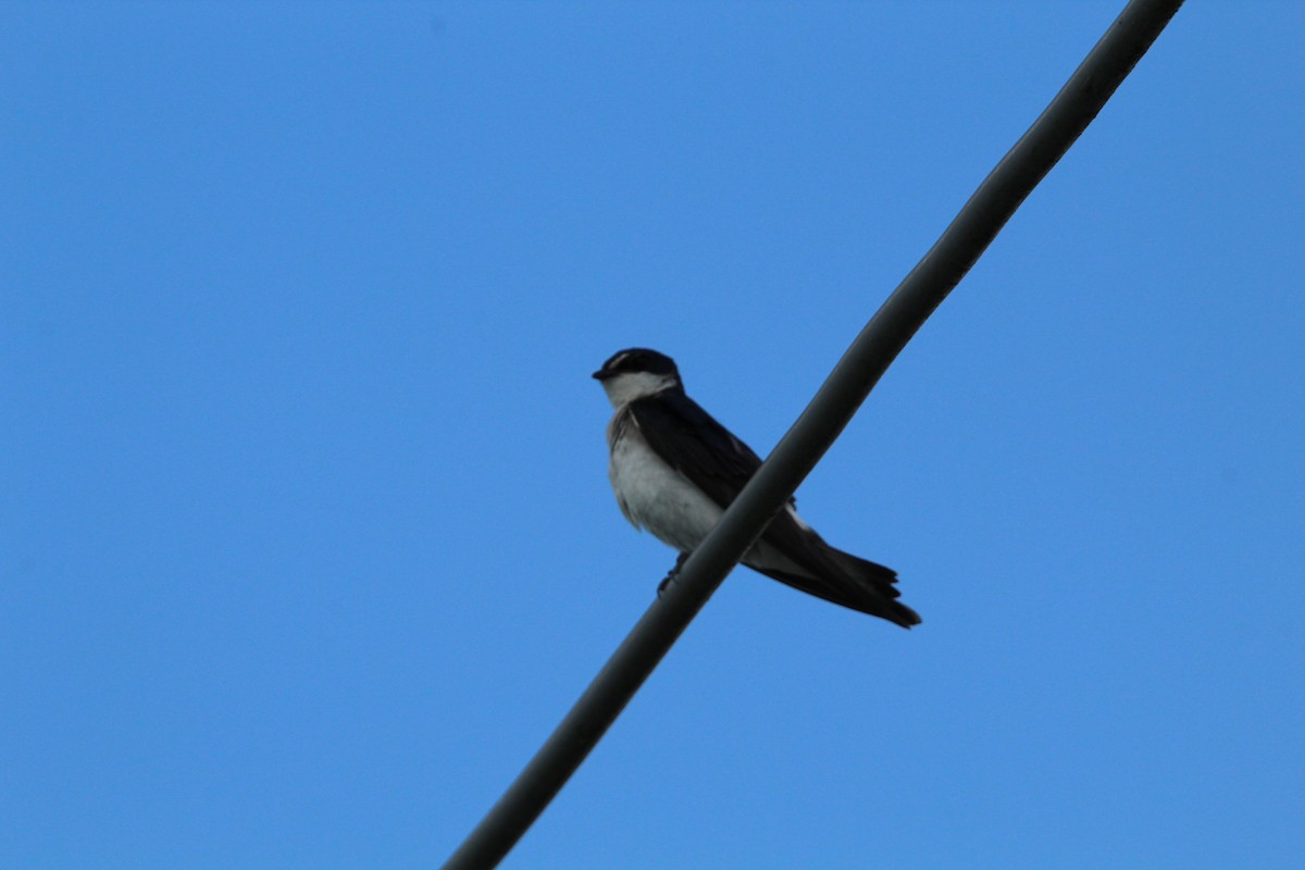 White-rumped Swallow - ML647050847