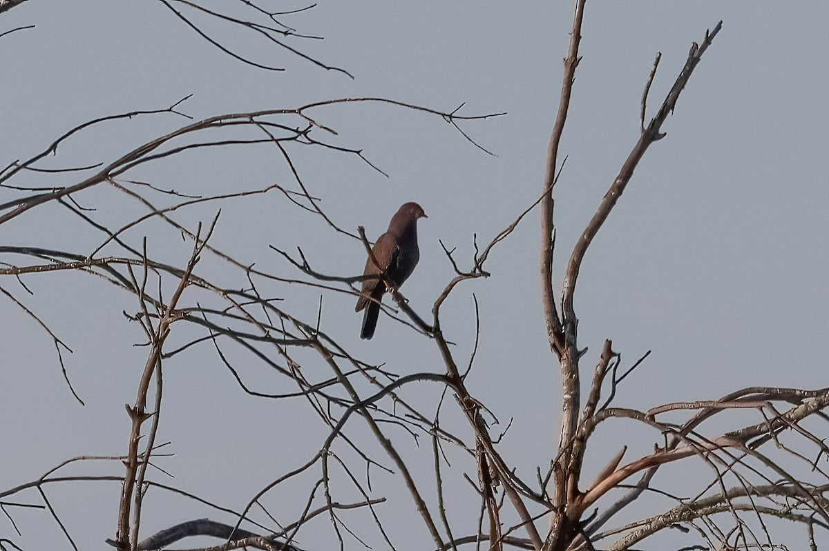 Red-billed Pigeon - ML647050852