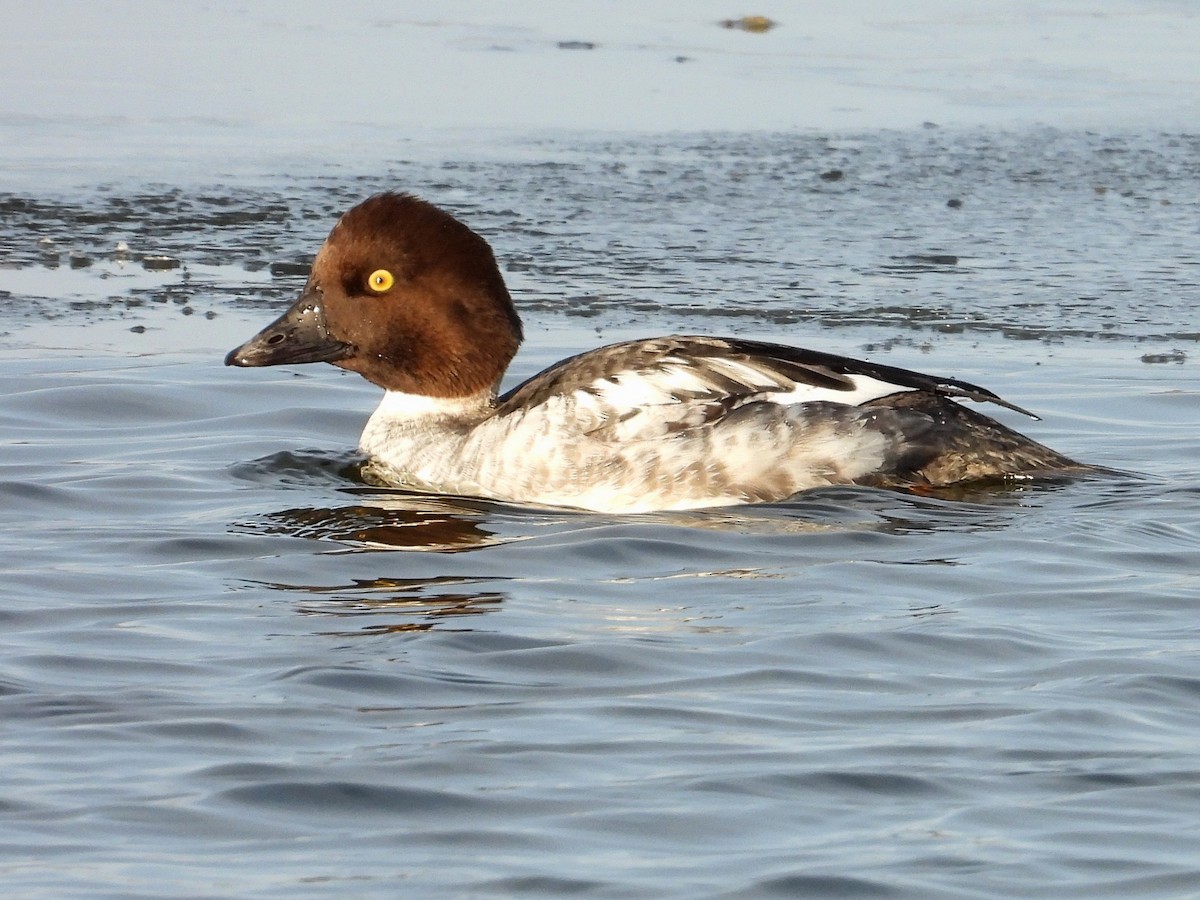 Common Goldeneye - ML647050853