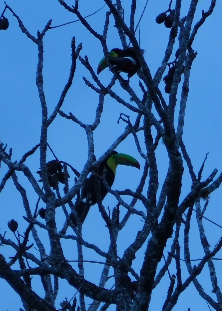 Keel-billed Toucan - ML647050863