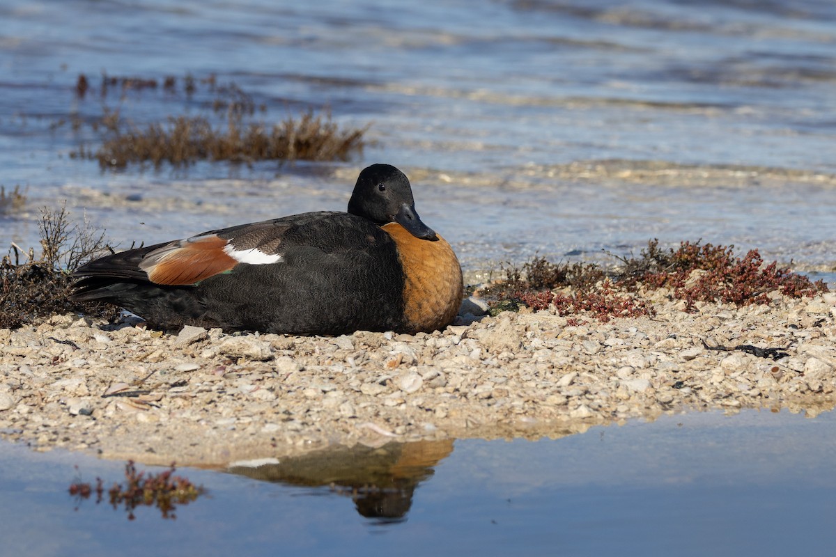 Australian Shelduck - ML647050864