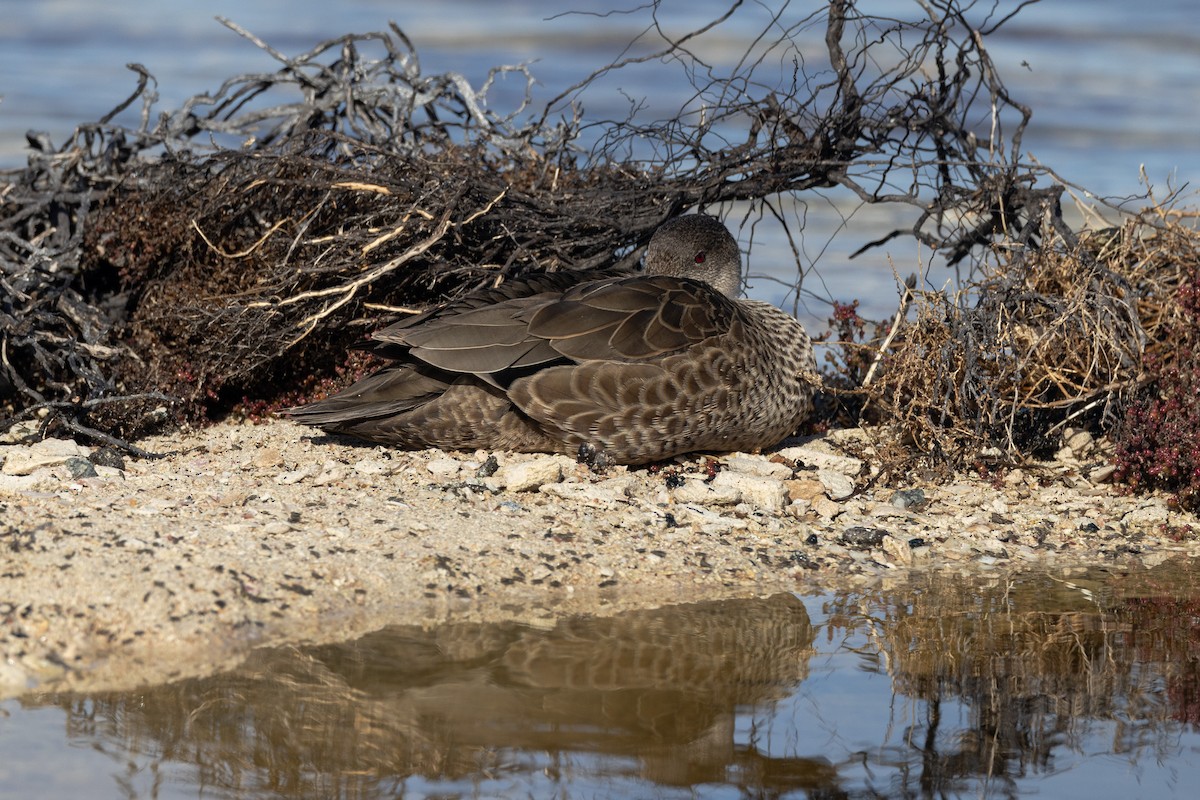 čírka bělohrdlá - ML647050865