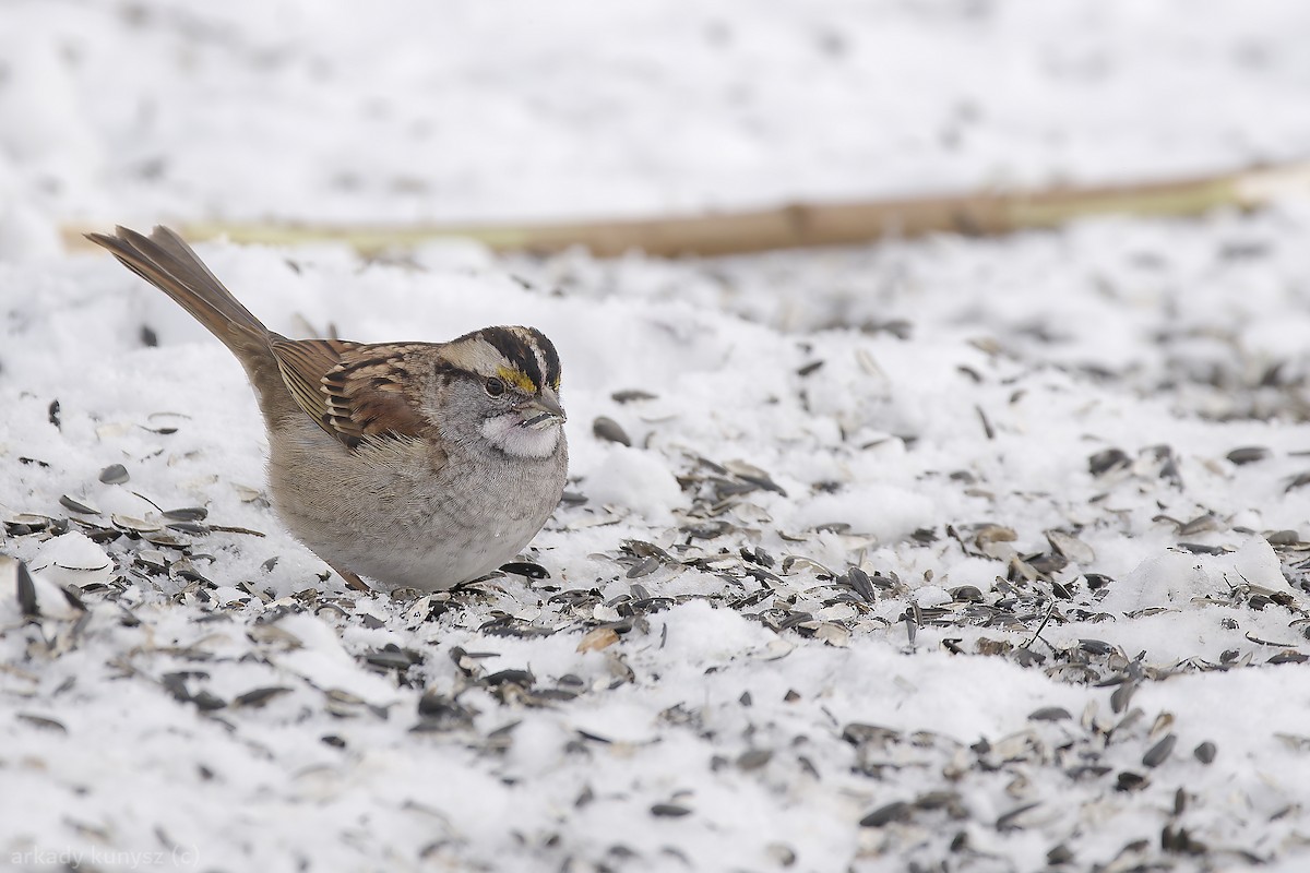 Chingolo Gorjiblanco - ML647050869