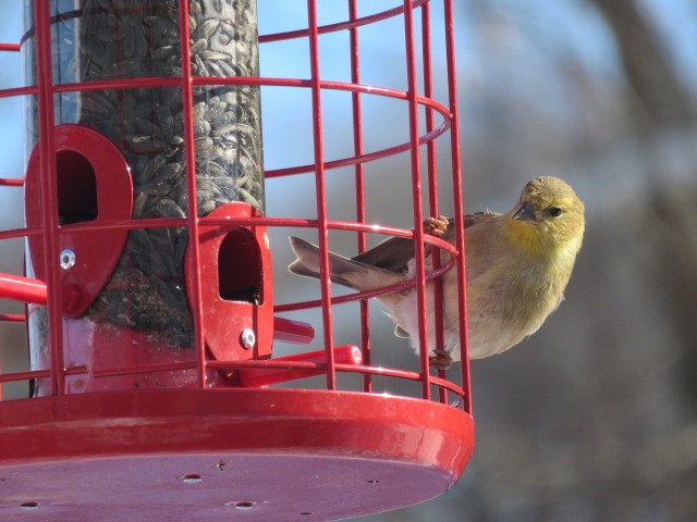 Altın İskete - ML647050871