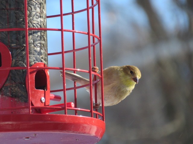 Altın İskete - ML647050872