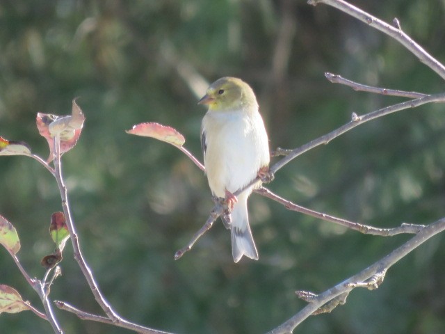 Altın İskete - ML647050873