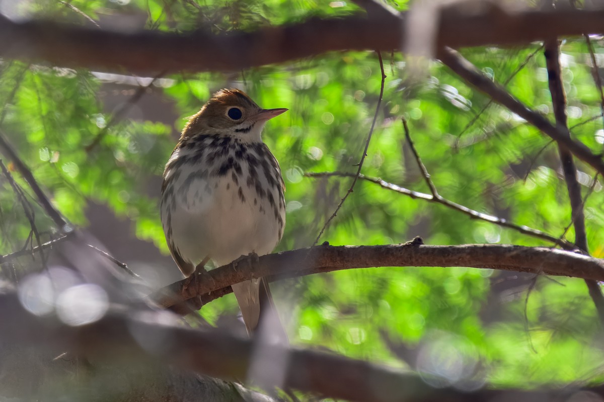 Ovenbird - ML647050887