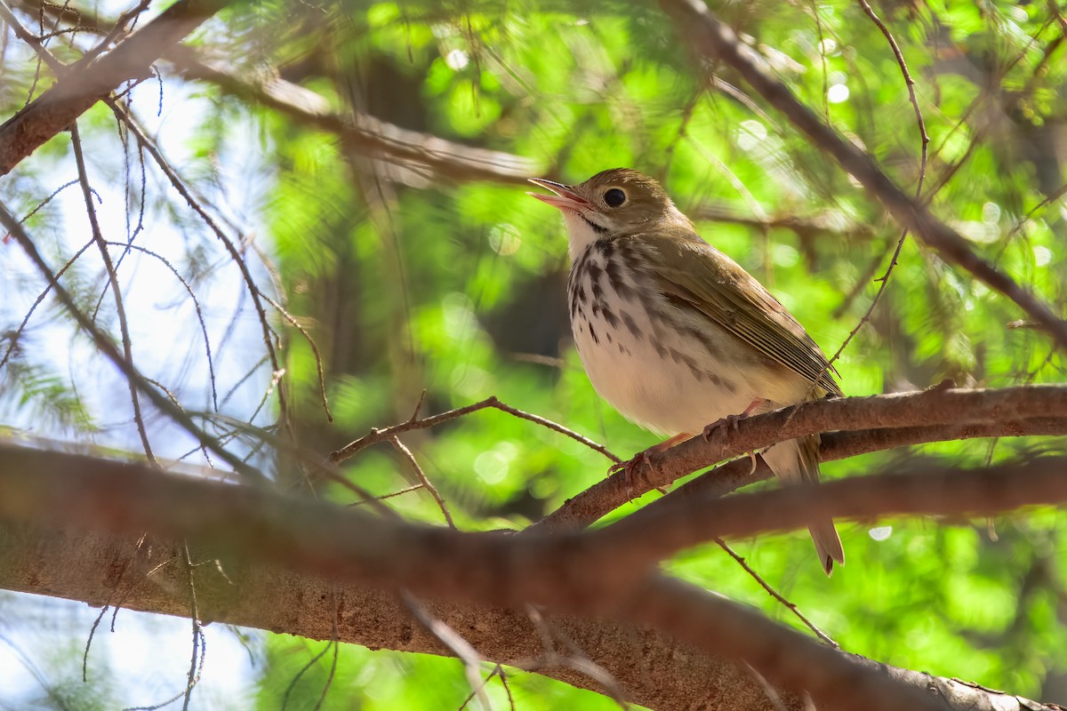 Ovenbird - ML647050888