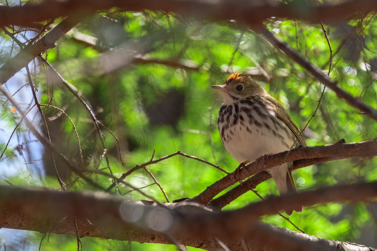 Ovenbird - ML647050889