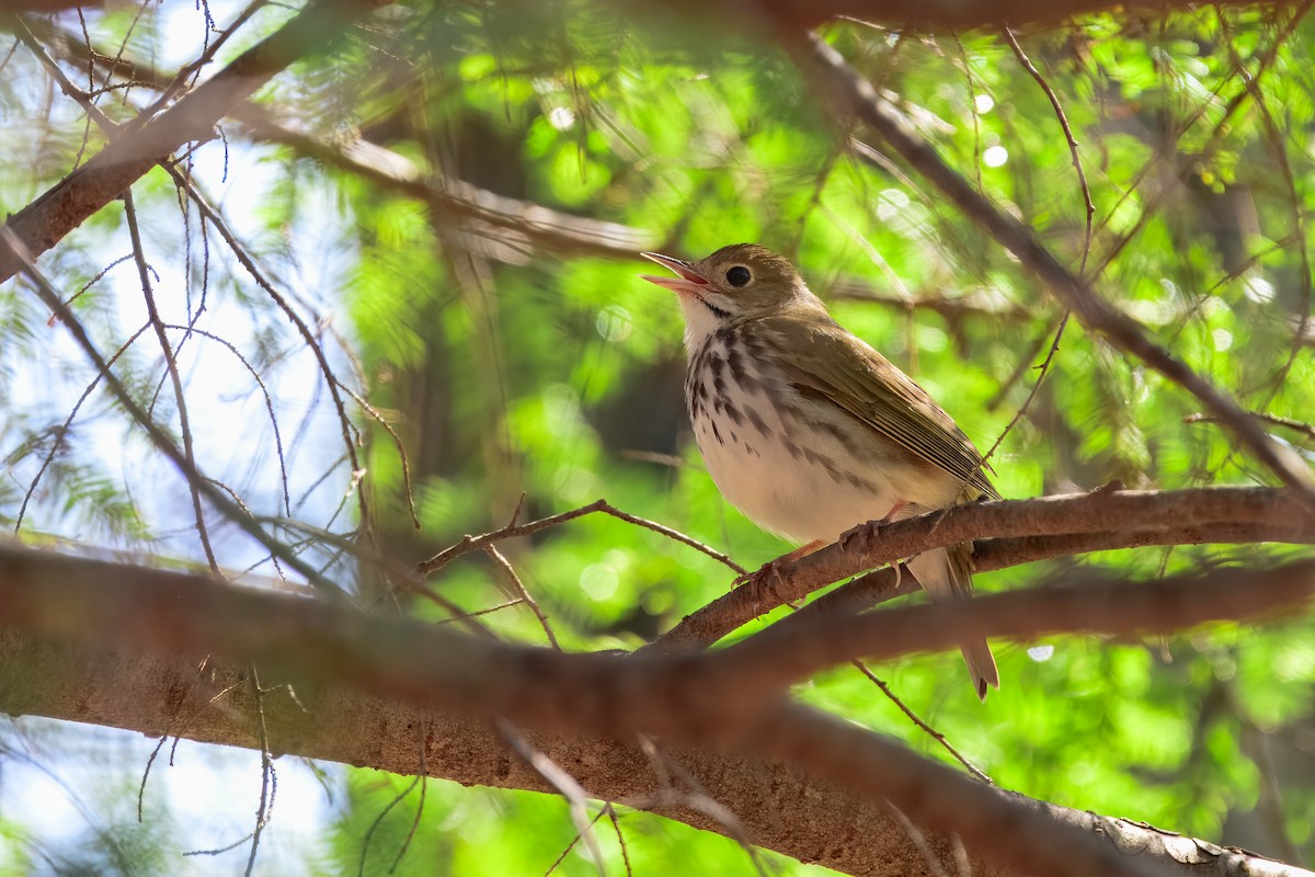Ovenbird - ML647050890